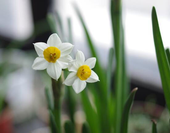 水仙花的風(fēng)水作用，催財(cái)生旺、美化環(huán)境