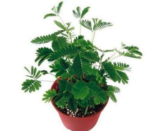 含羞草為什么會害羞，含羞草會含羞至死么/自我保護并不會