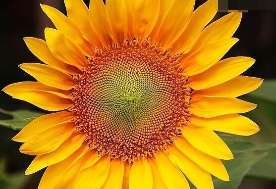 向日葵葉子發(fā)黃怎么辦，做好三個(gè)重要養(yǎng)護(hù)要點(diǎn)(光照/澆水/施肥)