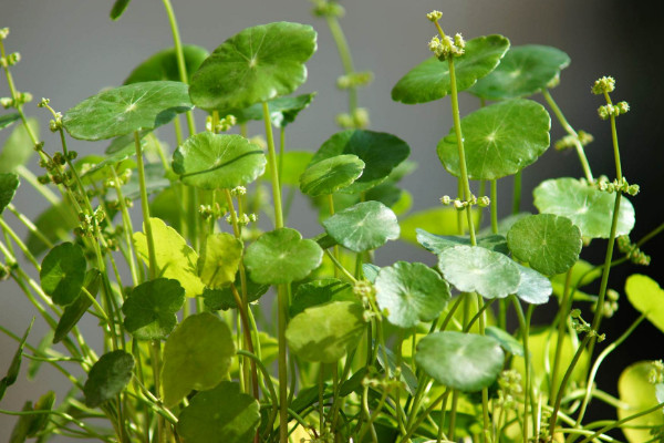 金錢草怎么扦插，春秋兩季進(jìn)行扦插成活率最高
