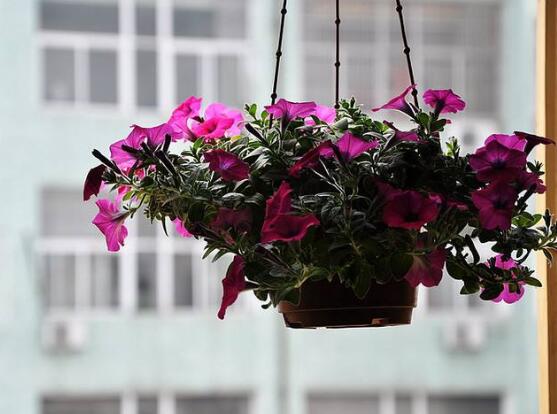 牽?；ǖ幕ㄕZ是什么，牽?；ù碇鴲矍?、冷靜、虛幻、愛情永固