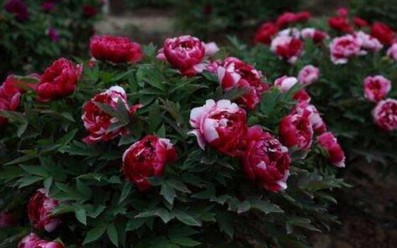 牡丹花功效與作用，盤(pán)點(diǎn)牡丹花七大功效與作用