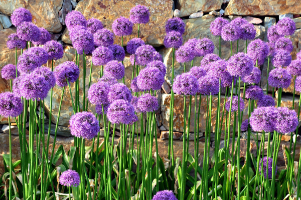 風(fēng)信子的寓意是什么，重生的愛/及時行樂等等