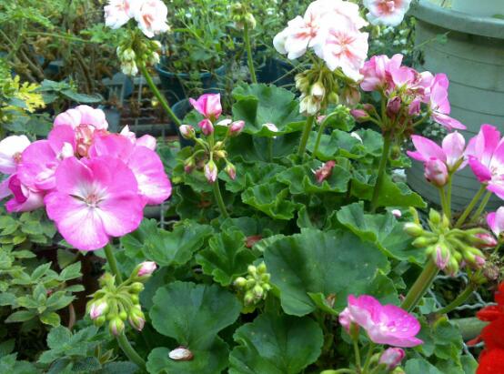 天竺葵花期，天竺葵每年5-7月開花