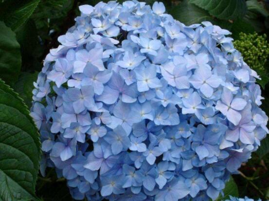 繡球為什么老是蔫葉子，四種原因以及解決辦法