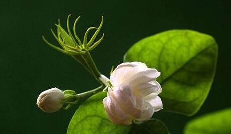 茉莉的養(yǎng)殖方法和注意事項，過多的澆水會導致茉莉死亡