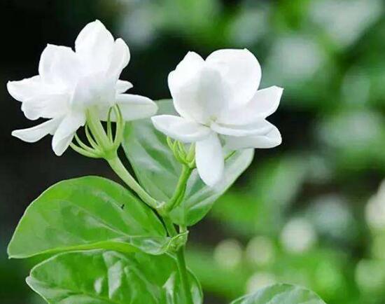 茉莉花花期多久，茉莉花花期長達(dá)半年(5-10月)