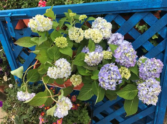 繡球花怎么養(yǎng)，繡球花的養(yǎng)殖方法