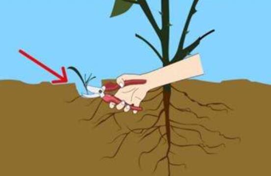 薔薇花的修剪方法，一年可修剪兩次（7-8月/花后12月）