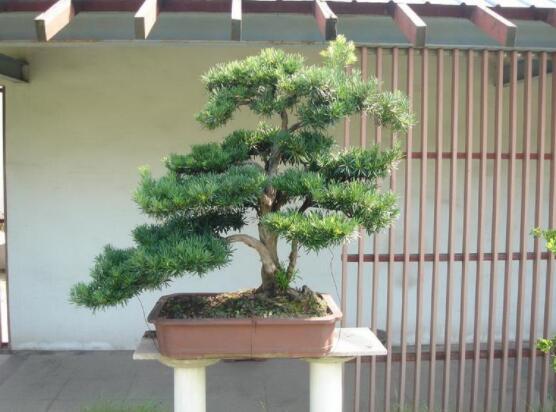 羅漢松盆景施肥，做好以有機(jī)液肥、稀薄的餅肥水為主