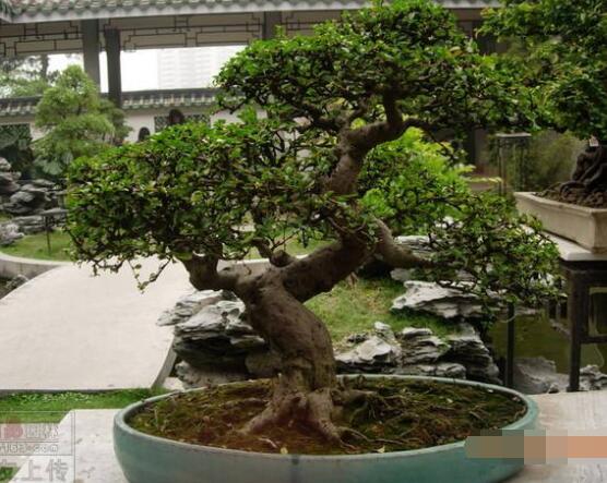 九里香盆栽的養(yǎng)殖方法，老農(nóng)總結(jié)五點最實用的養(yǎng)殖方法