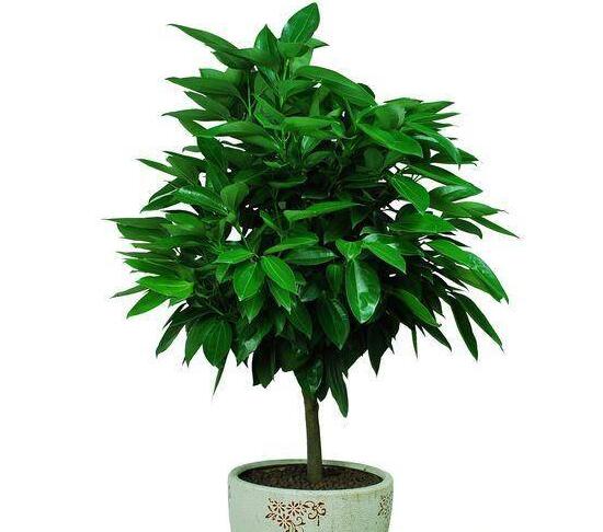 平安樹(shù)栽上多久能施肥，平安樹(shù)怎么施肥