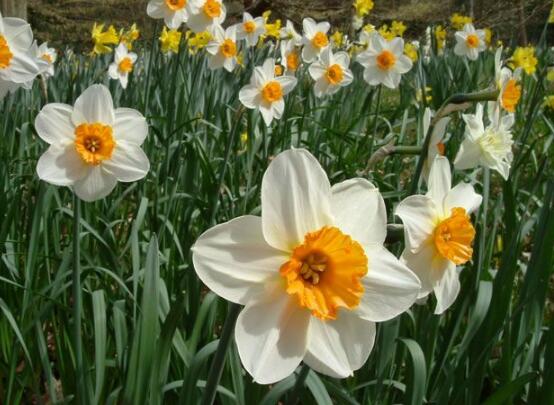 水仙花爛根怎么辦，水仙花爛根解決辦法