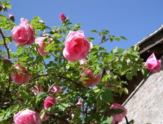 薔薇花的修剪方法，一年可修剪兩次（7-8月/花后12月）