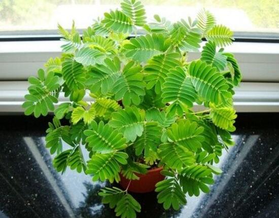 含羞草有毒嗎，含羞草可以放在臥室嗎/有毒觸碰掉頭發(fā)