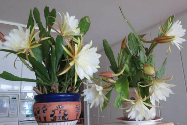 曇花抽桿子是怎么回事，就是要長新葉了