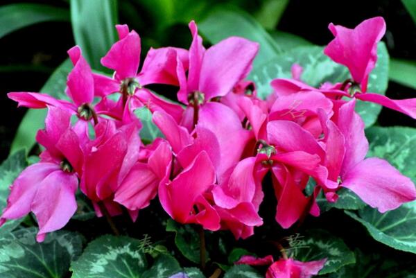 仙客來休眠期怎樣養(yǎng)殖，不同時(shí)期養(yǎng)殖的方法也不同