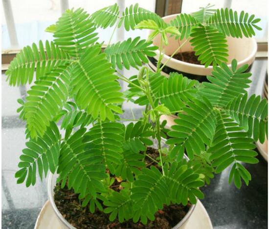 含羞草葉子為什么發(fā)黃，含羞草葉子發(fā)黃怎么辦