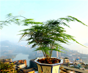 為什么說(shuō)澆水是栽培文竹成敗的關(guān)鍵