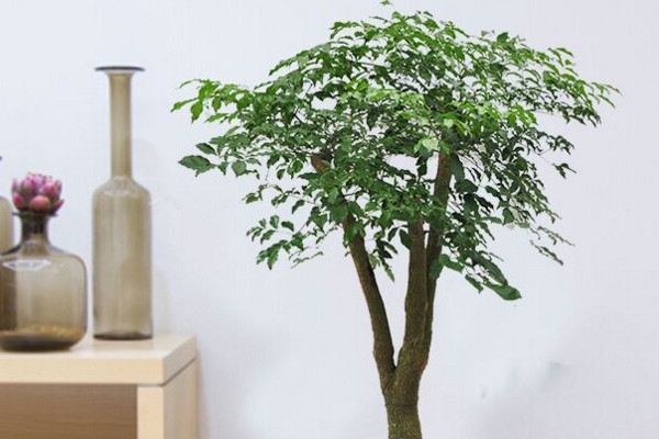 幸福樹幾天澆一次水，一般情況可7~10天澆水一次