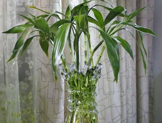 富貴竹怎么養(yǎng)才能更旺盛，富貴竹的養(yǎng)殖方法