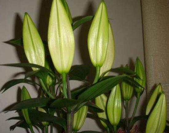 百合花葉子發(fā)黃怎么辦，教你五種方法讓它恢復生機