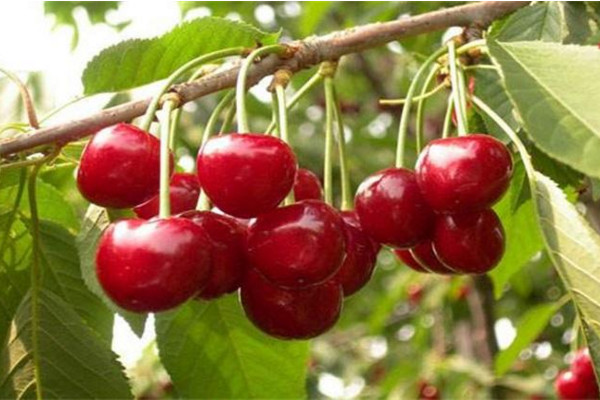 櫻桃樹(shù)春天什么時(shí)候澆水