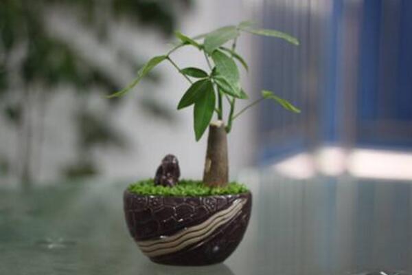 發(fā)財(cái)樹(shù)扦插繁殖方法圖解，4步即可完成發(fā)財(cái)樹(shù)的扦插