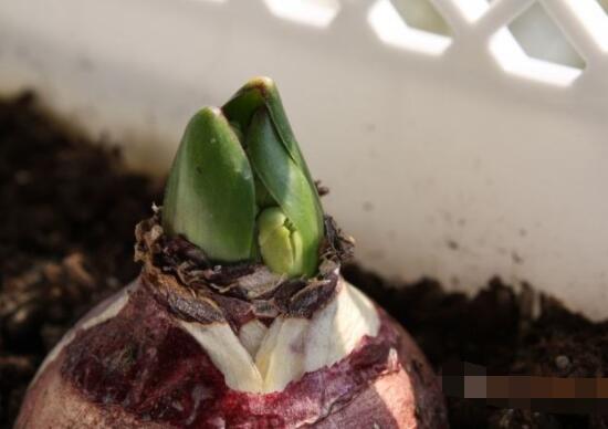 風(fēng)信子種球發(fā)霉怎么辦，涂抹滅菌靈、保持創(chuàng)面干燥