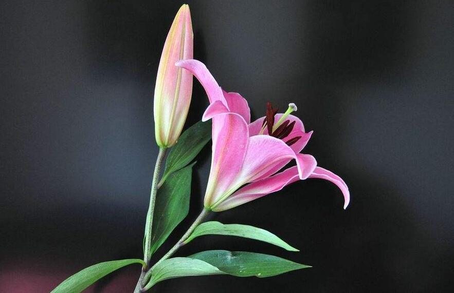 買來(lái)的百合花怎么養(yǎng)，需要適合的土壤和澆水