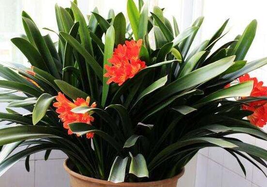 君子蘭的花期養(yǎng)護方法，及時施肥、注意光照溫度/忌積水