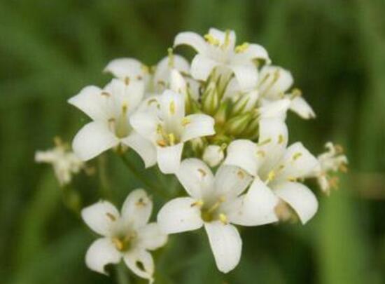 九里香怎么養(yǎng)，九里香的養(yǎng)殖方法