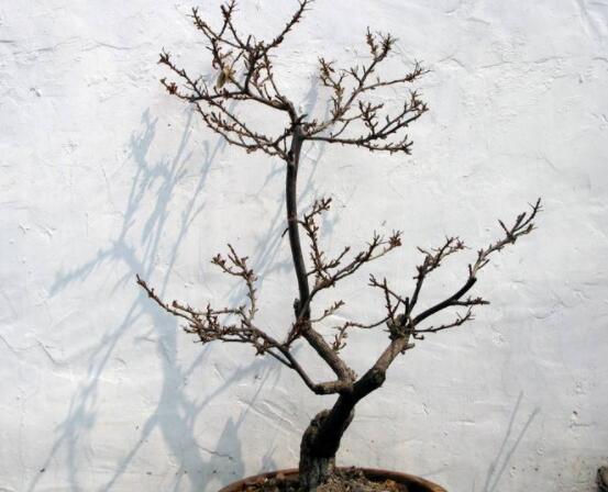 三角梅怎樣剪枝，輕剪為主中剪重剪為輔(春季修剪)