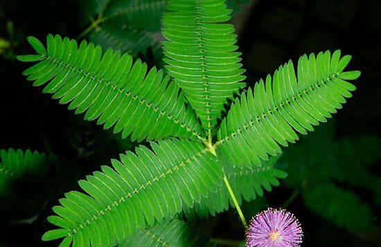 含羞草怎么養(yǎng)，含羞草的養(yǎng)殖方法和注意事項