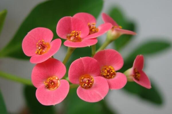 虎刺梅冬天怎么養(yǎng)，5個(gè)步驟可保證虎刺梅順利過(guò)冬