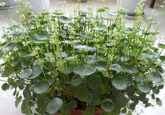 銅錢草會(huì)開花嗎，銅錢草的花語(yǔ)是什么