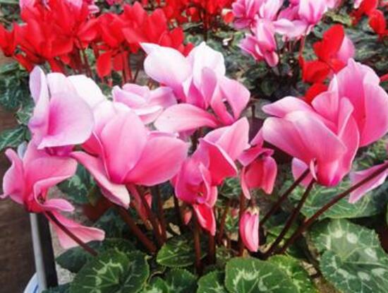 仙客來什么時候開花，仙客來一年開幾次花/冬季開花