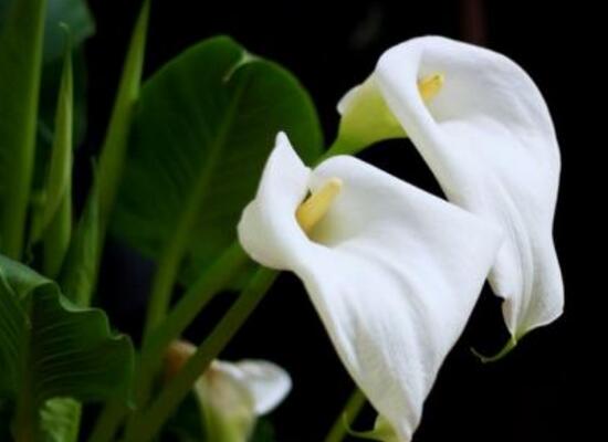 馬蹄蓮怎么養(yǎng)，馬蹄蓮的養(yǎng)殖方法及注意事項(xiàng)