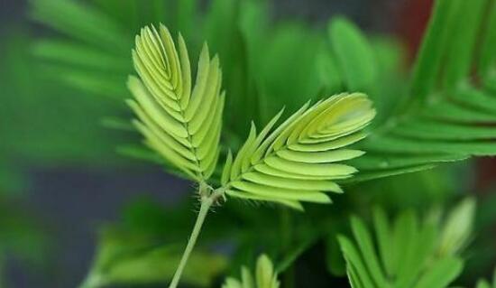 含羞草有毒嗎，含羞草可以放在臥室嗎/有毒觸碰掉頭發(fā)