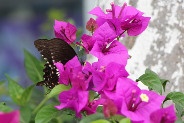 三角梅怎么繁殖，夏季扦插成活率最高