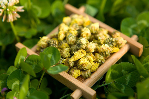 胎菊和菊花的區(qū)別，品種/采摘時(shí)間/功效等不同