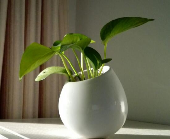 綠蘿不長葉原因，做好澆水、施肥、光照養(yǎng)護(hù)條件