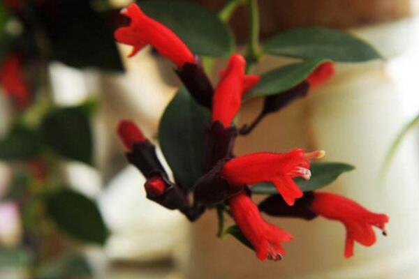 口紅吊蘭能水培嗎，水培養(yǎng)殖起來更加方便