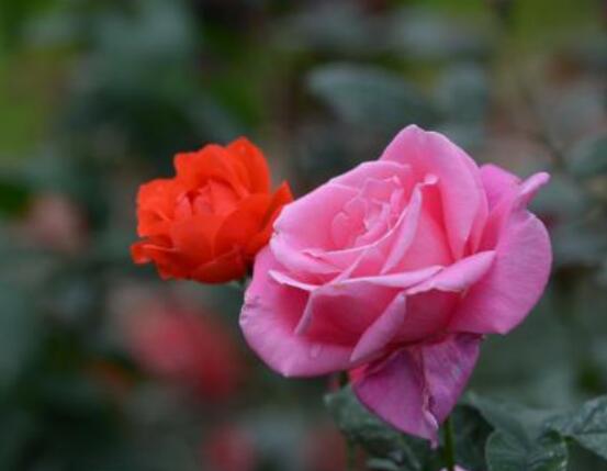 月季開花后怎么修剪，輕剪為佳、中剪為輔(三次花期修剪)