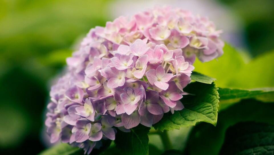 繡球花北方冬天怎么養(yǎng)，要隨著溫度變化進(jìn)行必要的措施