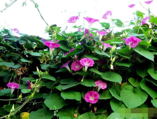 牽牛花的寓意是什么，代表著堅(jiān)固的愛情、渺茫的戀愛