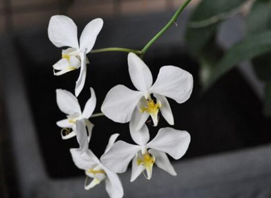 蝴蝶蘭的品種有哪些，蝴蝶蘭品種及圖片大全