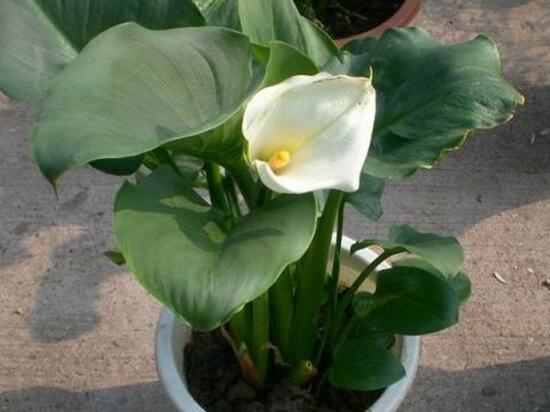 馬蹄蓮有毒嗎，馬蹄蓮適合室內(nèi)養(yǎng)嗎/有毒但可以養(yǎng)殖