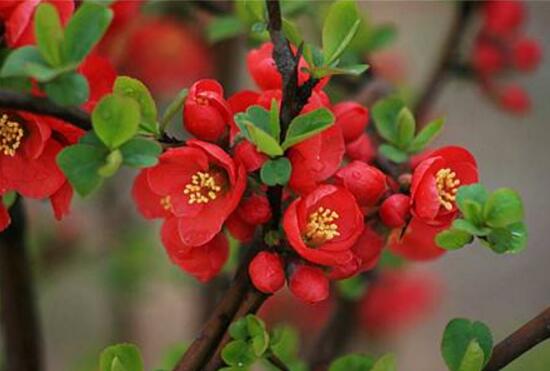 海棠花什么時候開花，盆栽海棠花花期多久