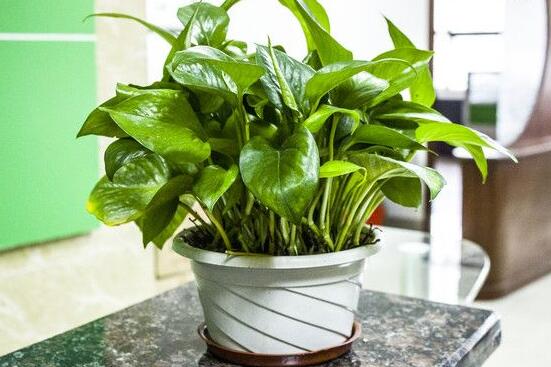 綠蘿怎么養(yǎng)，綠蘿養(yǎng)殖方法與注意事項